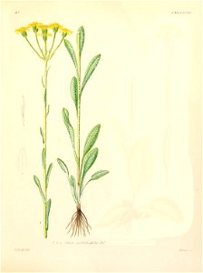 Tephroseris helenitis. Free illustration for personal and commercial use.