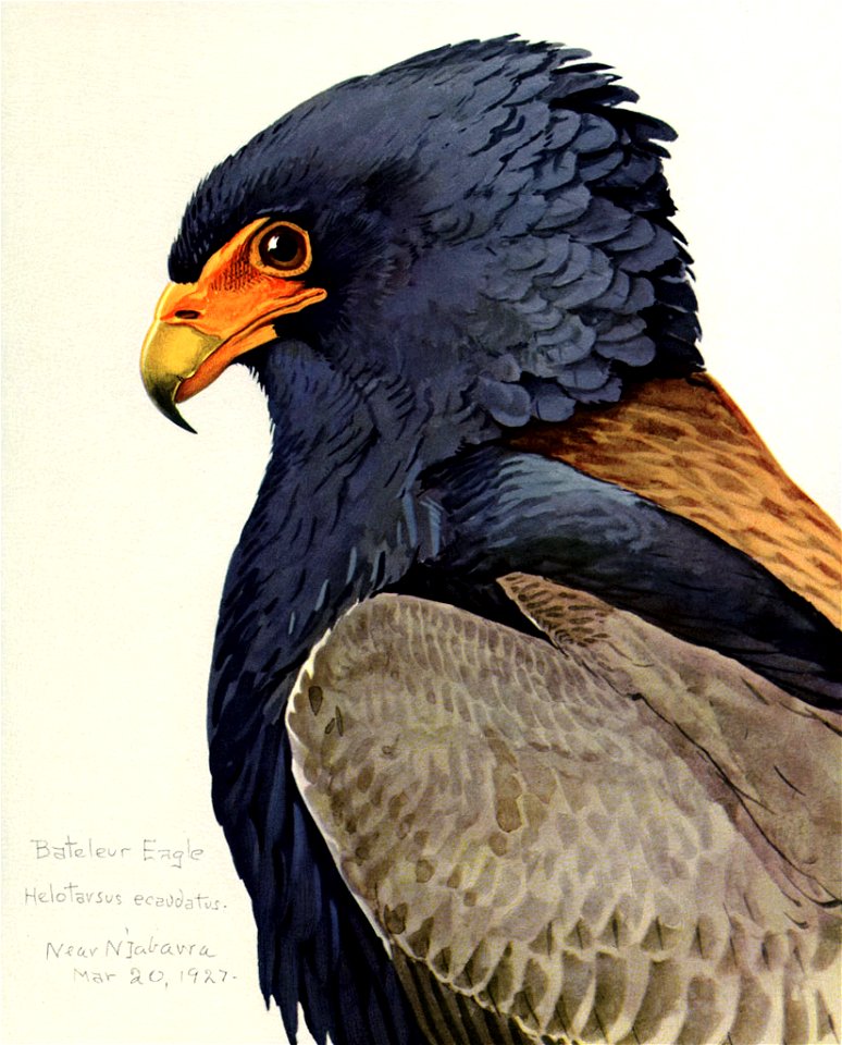 Terathopius ecaudatusEYP12A
