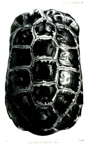 TestudoElongataFord