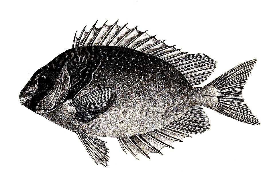 Teuthis virgata Ford 40