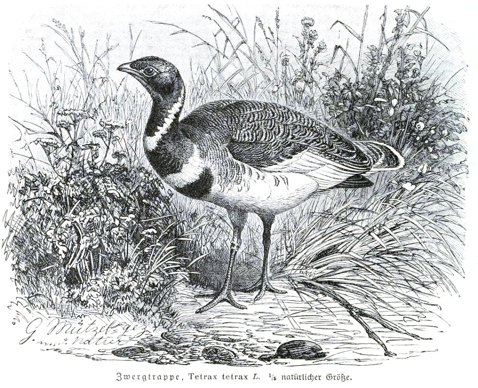 TetraxBrehm