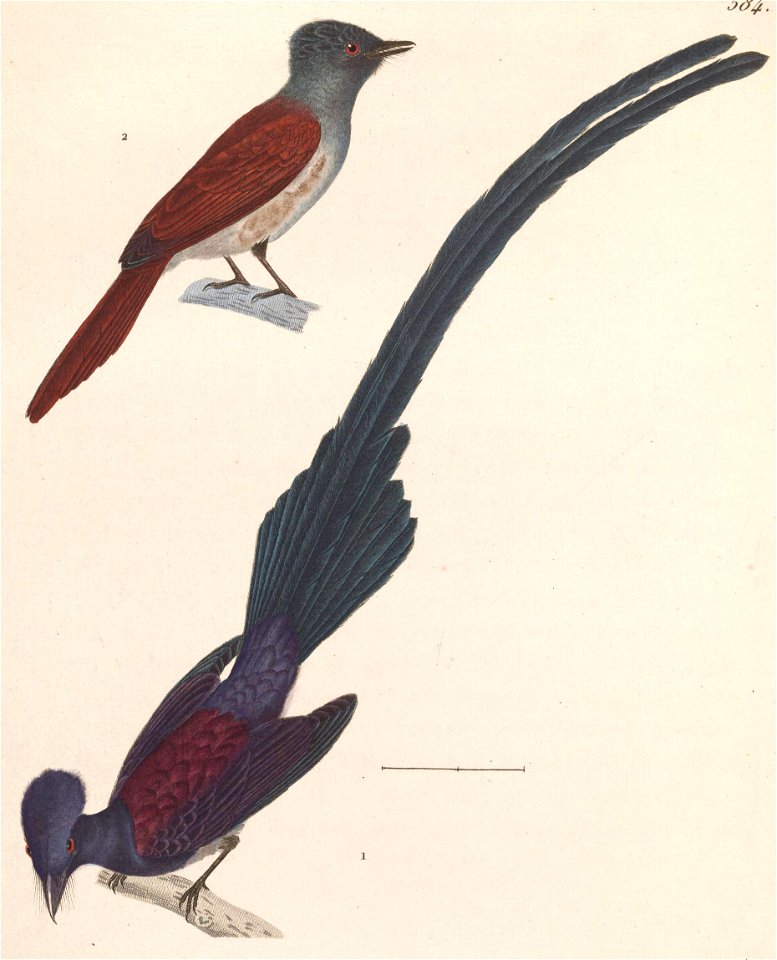 Terpsiphone atrocaudata atrocaudata 1838