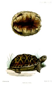 TestudoFiskiSmit