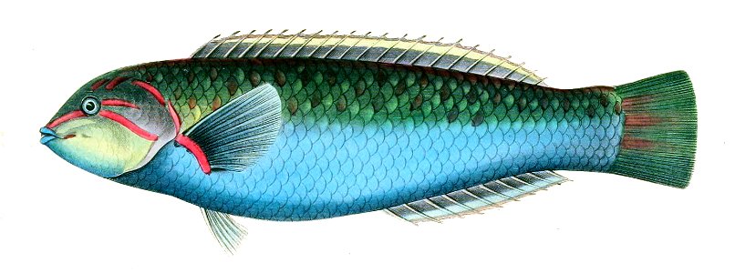 Thalassoma purpureum Brevoort