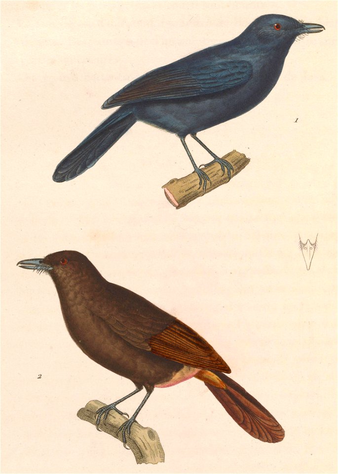 Thamnomanes caesius 1838
