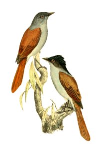 Terpsiphone bourbonnensis 1868