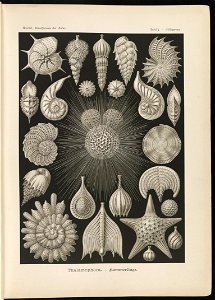 Thalamophora. - Kammerlinge LCCN2015647733