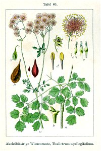 Thalictrum aquilegifolium Sturm63