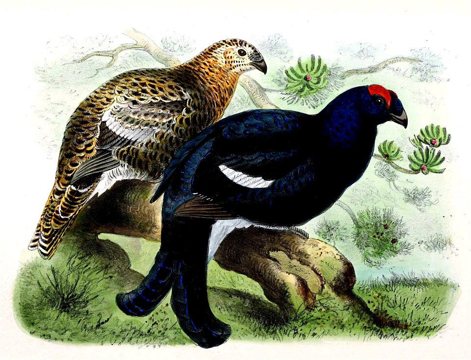 Tetrao tetrix 1876