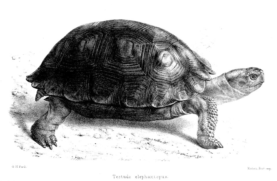 TestudoElephantopusFord