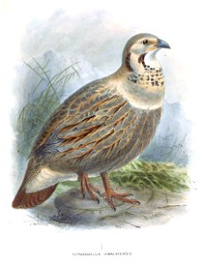 TetraogallusHimalayensis