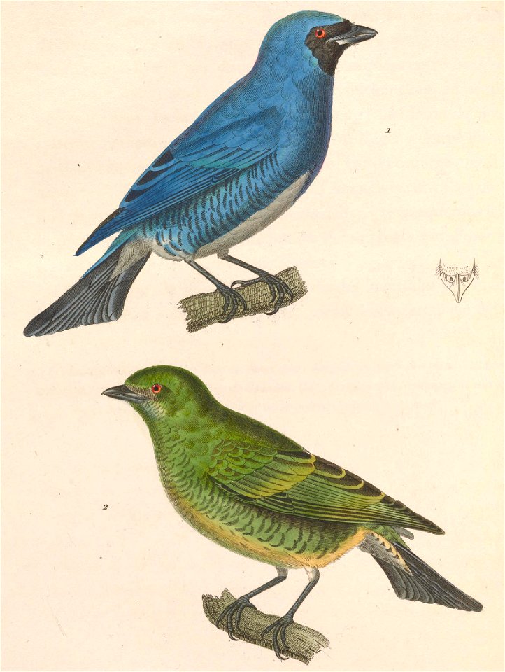 Tersina viridis 1838