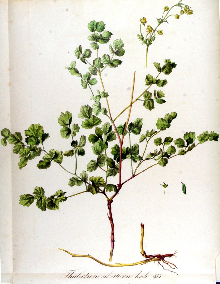 Thalictrum silvaticum — Flora Batava — Volume v12