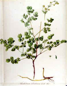 Thalictrum silvaticum — Flora Batava — Volume v12
