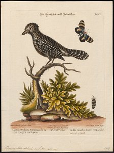Thamnophilus doliatus - 1700-1880 - Print - Iconographia Zoologica - Special Collections University of Amsterdam - UBA01 IZ16400383