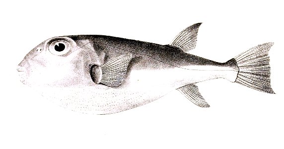 Tetrodon inermis Achilles 180