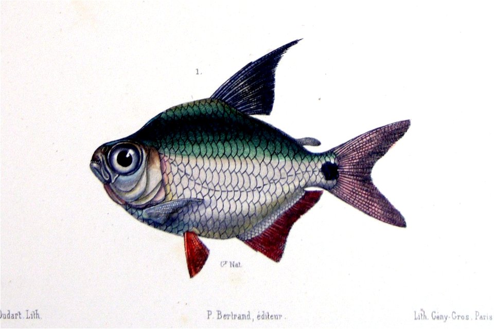 Tetragonopterus