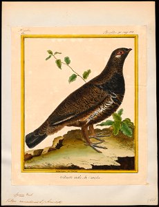 Tetrao canadensis - 1700-1880 - Print - Iconographia Zoologica - Special Collections University of Amsterdam - UBA01 IZ17100349