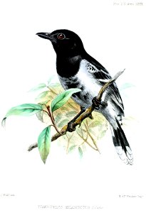 ThamnophilusMelanonotusWolf