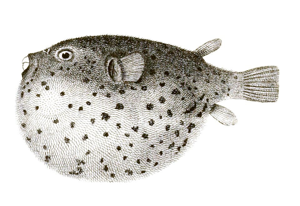 Tetrodon nigropunctatus Achilles 180