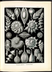 Thalamophora. - Kammerlinge LCCN2015648962