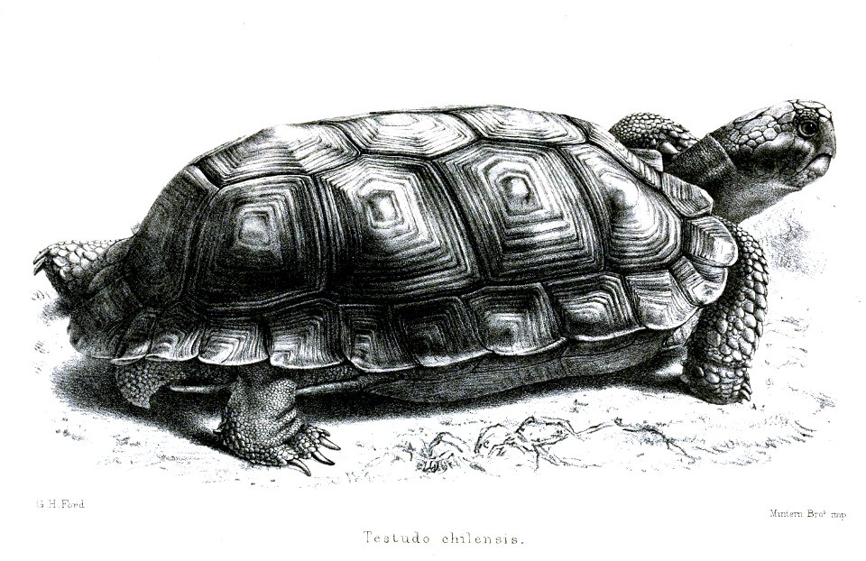 TestudoChilensisFord