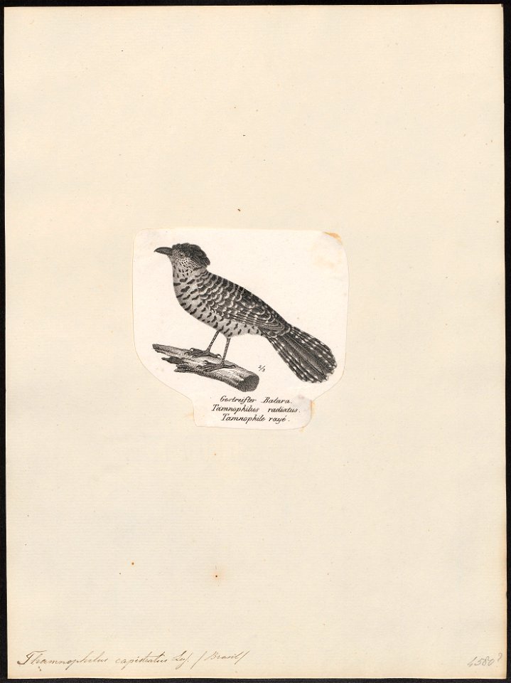Thamnophilus capistratus - 1809-1845 - Print - Iconographia Zoologica - Special Collections University of Amsterdam - UBA01 IZ16400387
