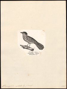 Thamnophilus capistratus - 1809-1845 - Print - Iconographia Zoologica - Special Collections University of Amsterdam - UBA01 IZ16400387