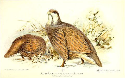 Tetraogallus caspius