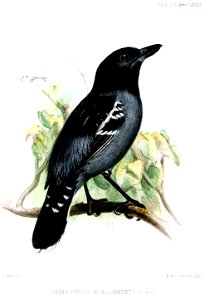 ThamnophilusNigrocinereusWolf