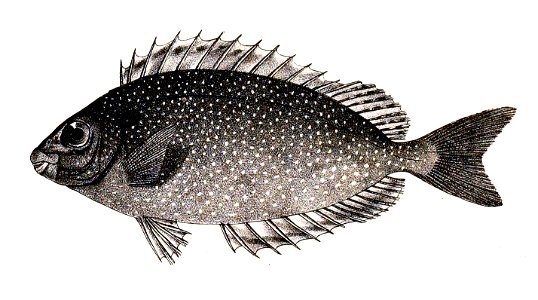 Teuthis margaritifera Ford 40