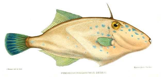 Thamnaconus degeni 1902