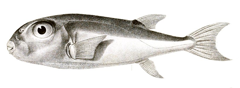 Tetrodon lunaris Achilles182