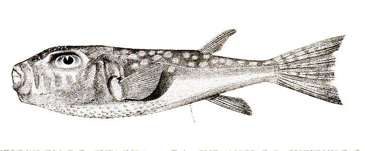 Tetrodon hyselogenion Achilles 183