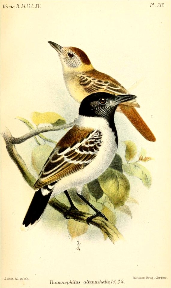 ThamnophilusAlbinuchalisSmit
