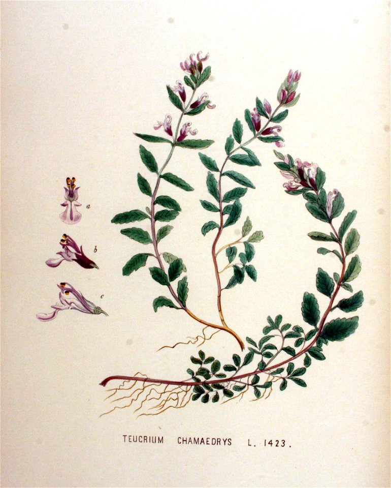 Teucrium chamaedrys — Flora Batava — Volume v18
