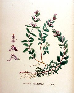 Teucrium chamaedrys — Flora Batava — Volume v18
