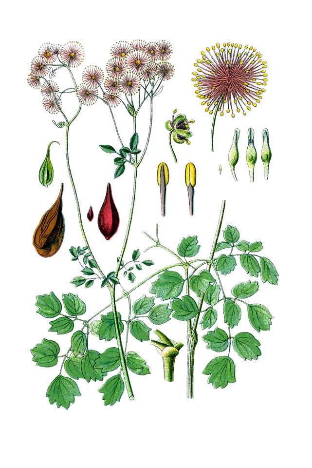 Thalictrum aquilegifolium Sturm63 - clean - no legend