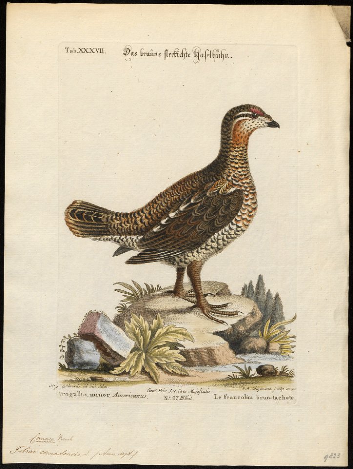 Tetrao canadensis - 1700-1880 - Print - Iconographia Zoologica - Special Collections University of Amsterdam - UBA01 IZ17100355