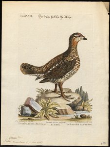 Tetrao canadensis - 1700-1880 - Print - Iconographia Zoologica - Special Collections University of Amsterdam - UBA01 IZ17100355
