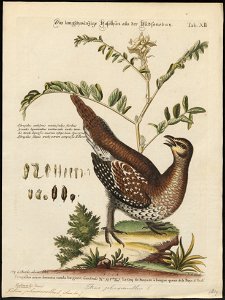 Tetrao phasianellus - 1700-1880 - Print - Iconographia Zoologica - Special Collections University of Amsterdam - UBA01 IZ17100365