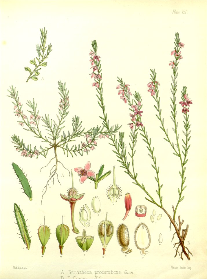 Tetratheca gunnii (drawing by Fitch)
