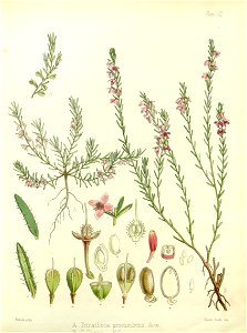 Tetratheca gunnii (drawing by Fitch)