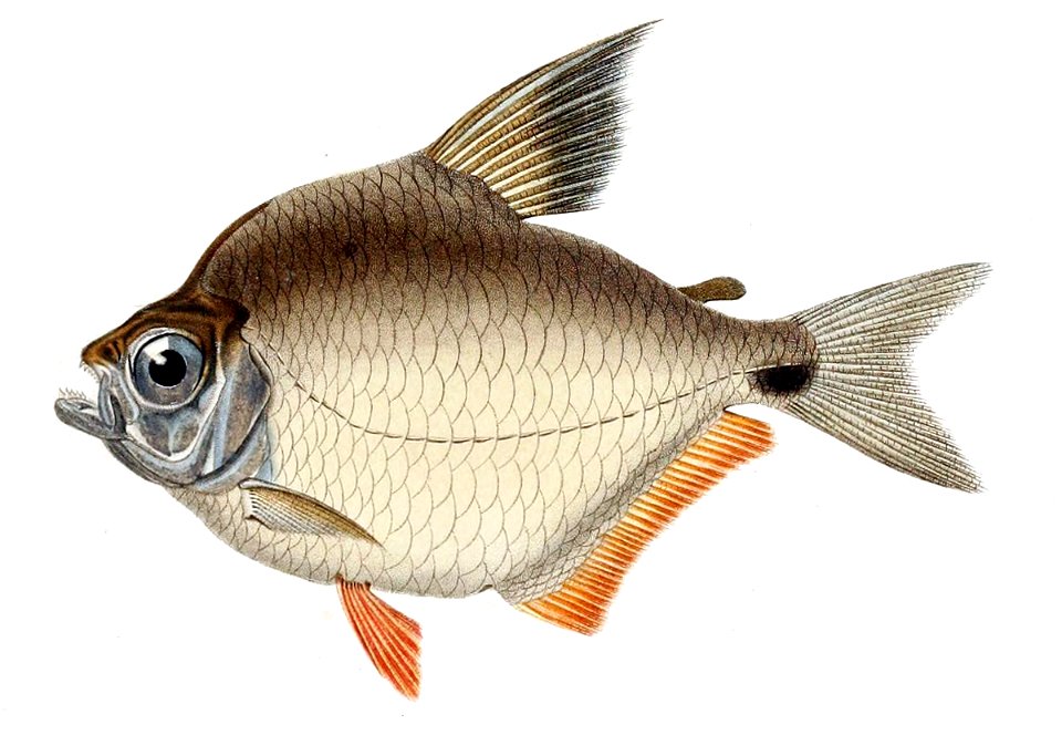 Tetragonopterus rufipes