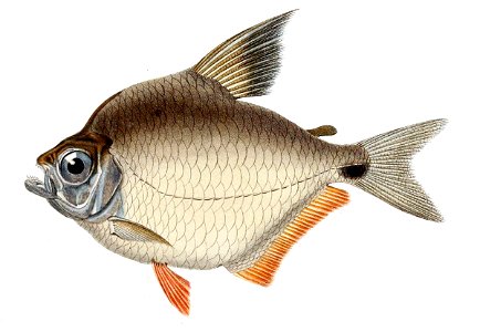 Tetragonopterus rufipes