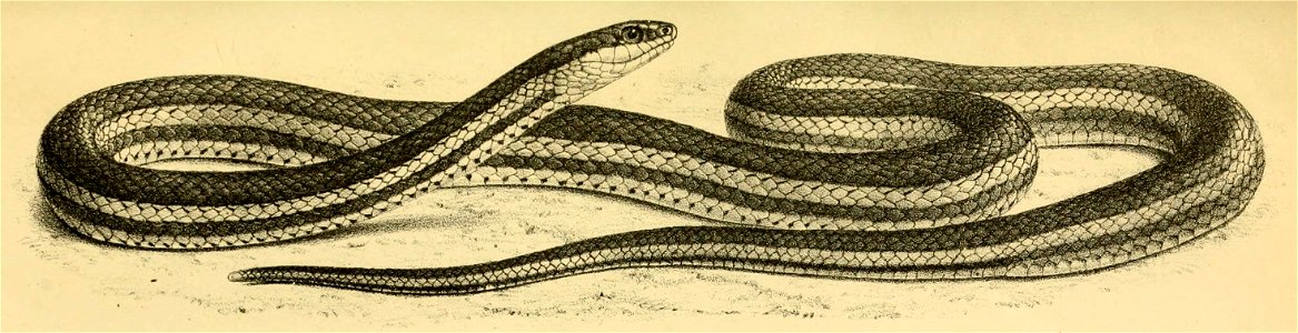 Thamnosophis lateralis