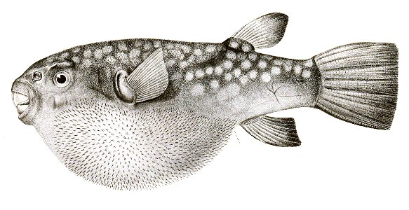 Tetrodon patoca Achilles 182