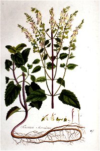 Teucrium scorodonia — Flora Batava — Volume v1