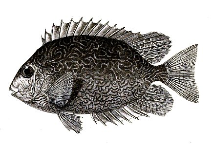 Teuthis vermiculata Ford 40