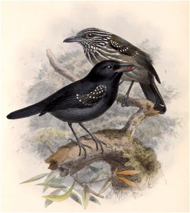 Thamnophilus bridgesi 1902